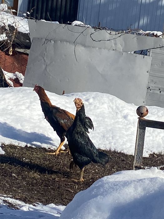 Продам курецу дакан