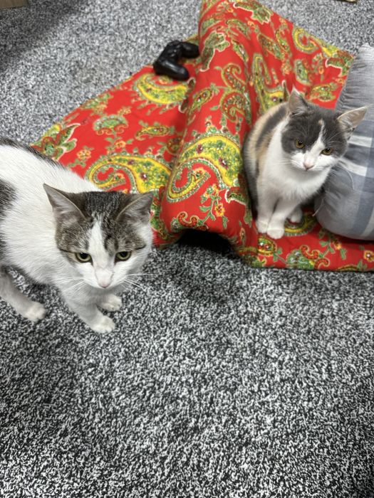 Отдам котов в Ташкенте в добрые руки