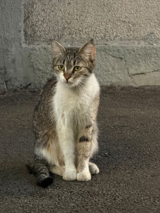 Отдам срочно котят