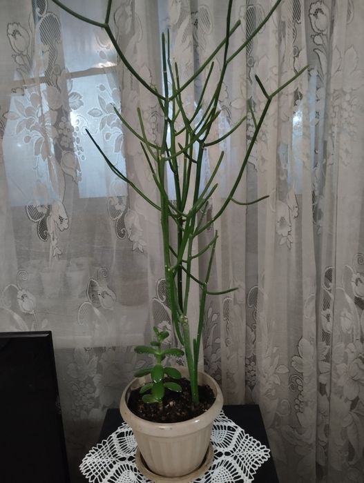 Комнатные цветы дом