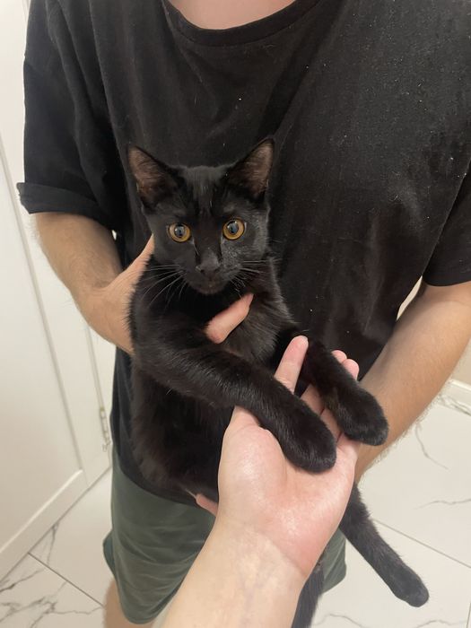 Отдадим котенка 4мес