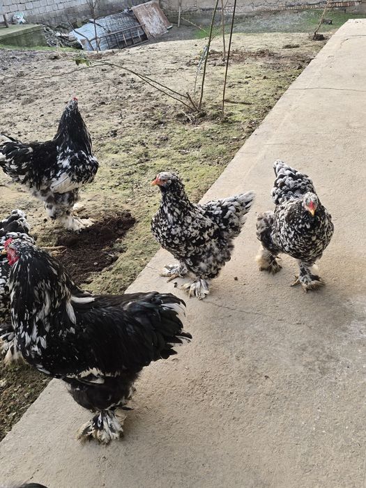 Продаётся мрамор брама 5 шт