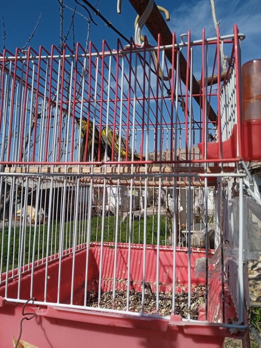 чижи зеленуха,птицы певчие