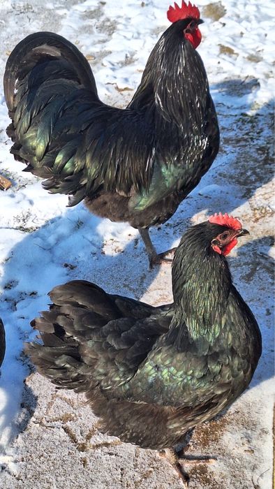 Разплодни яйца от черен австралорп