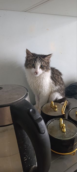 Котик в добрые руки