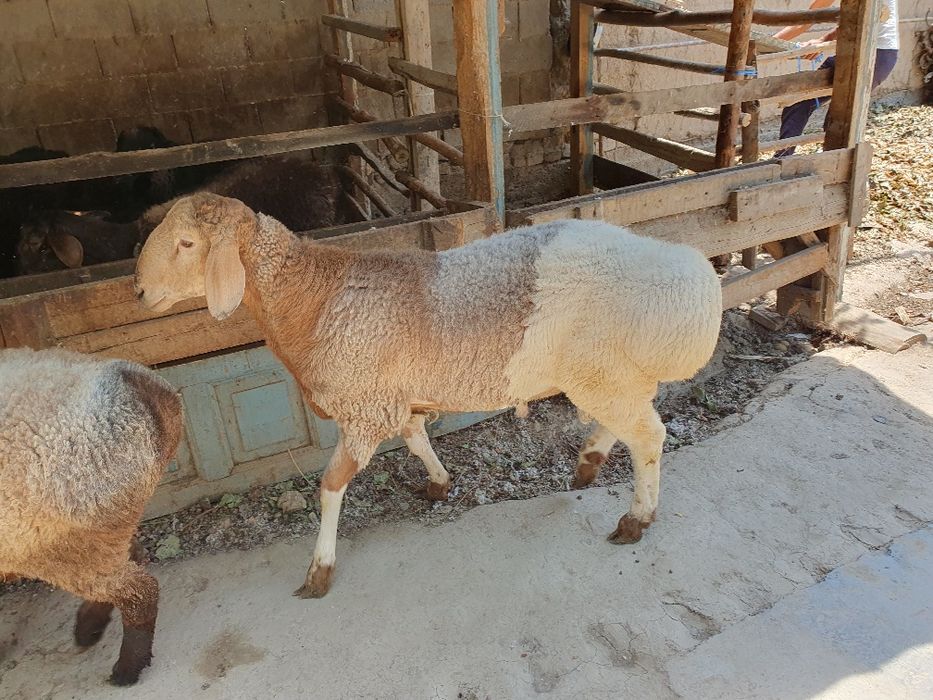 Семиз куйлар бор