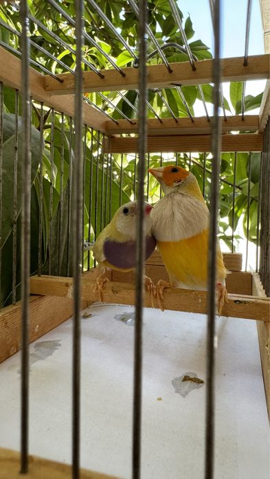 Амадина гульда