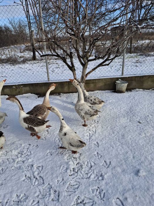 Vând sau schimb  gâscani