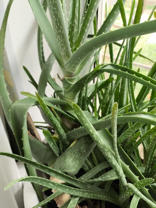 Алоэ лечебный многолетний