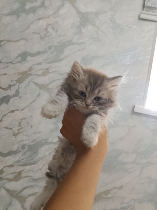 Toza zotli shinshila arzon etb beraman