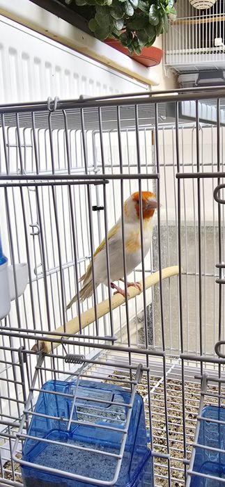 Sticlete maior mascul