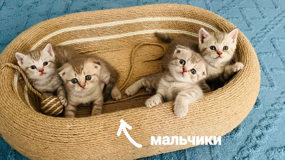 Котята шотландские