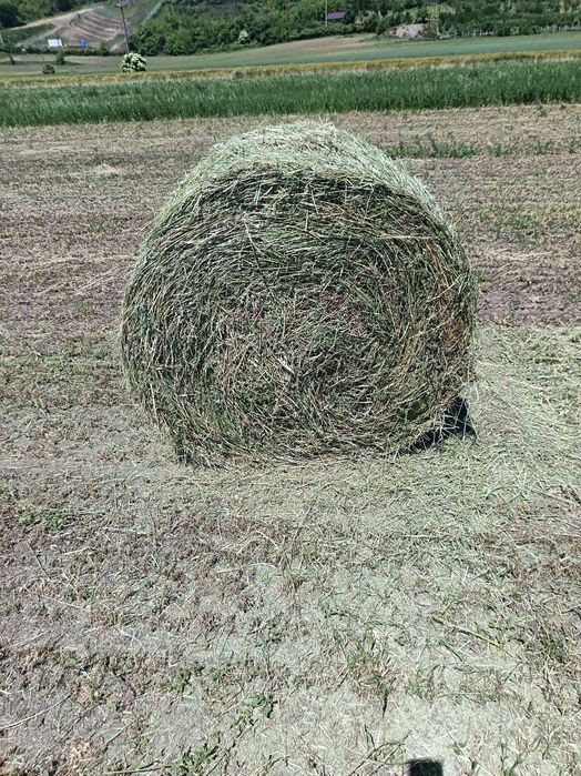 Baloți de lucernă 120 ×120