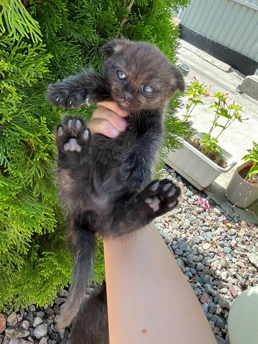 Котята от шотландки