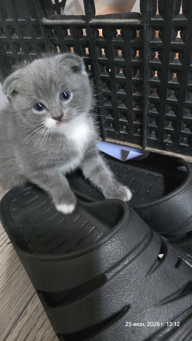 Отдам котят, девочка и мальчик
