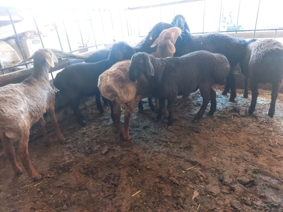 Уйда бокилган Тоза Ку́чкорлар Сотилади!!!