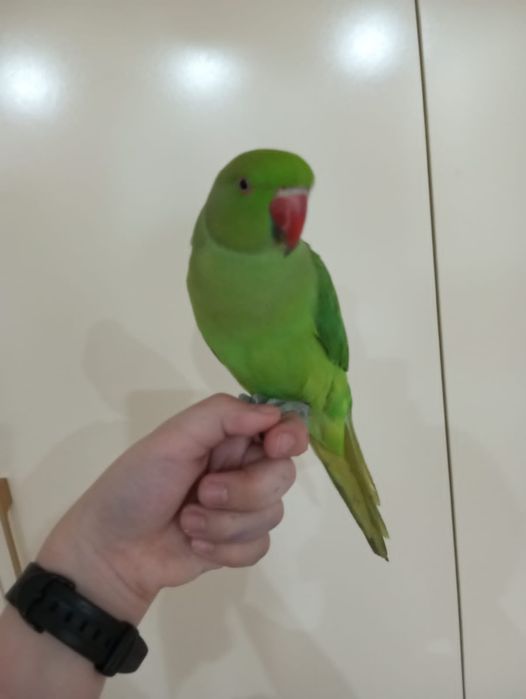 Продам ожерелового попугая