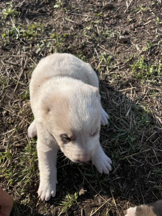 Алабай кушыктер