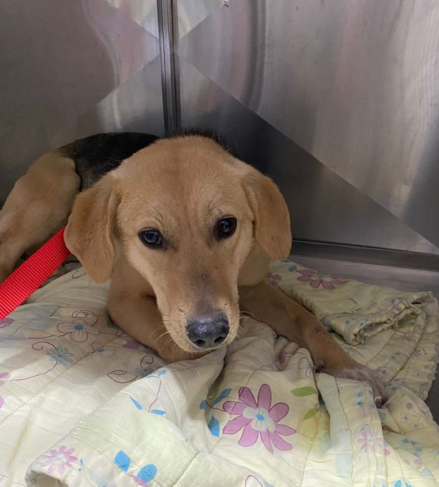 Подарим собачку девочку