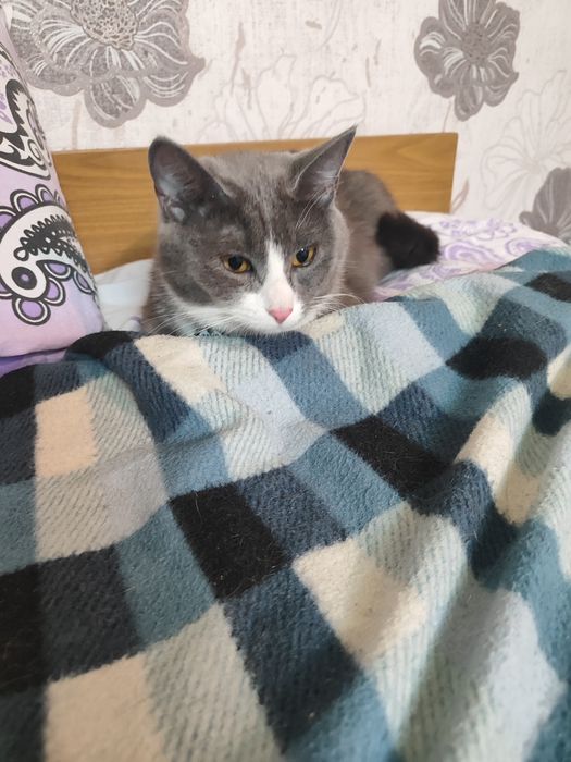 Отдам кошку в добрые руки