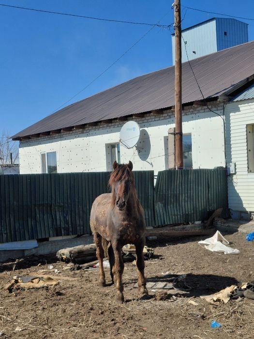 Айғырлыққа сатылады