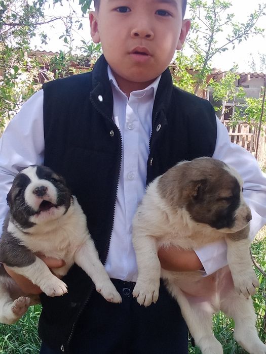 Алабай күшіктер сатылады