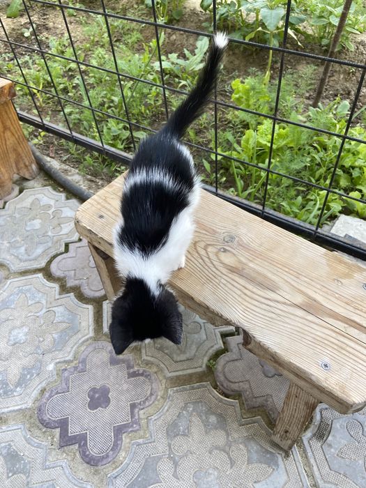 Отдам котенка в добрые руки