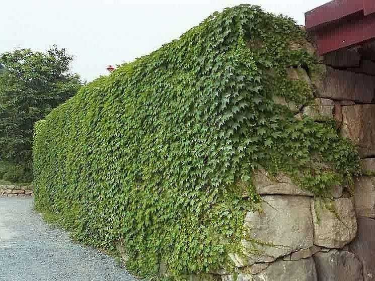 Бръшлян - Хедера обикновен (Hedera)