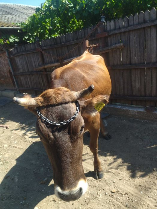 Vând vaca Bruno de Maramures