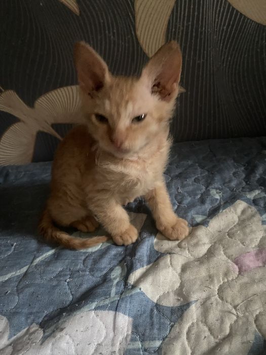 Продам котенка сфинкса