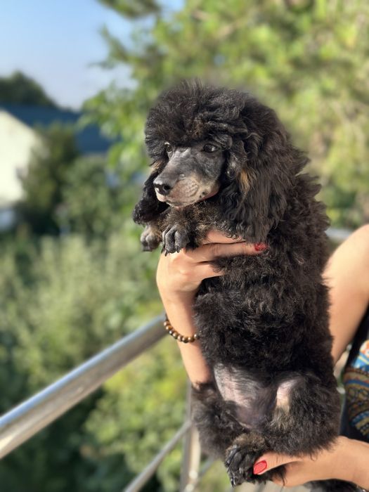 Щенки пуделя. Фантом.