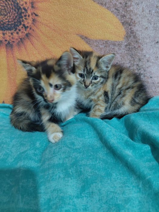 Отдам котят даром в добрые руки.