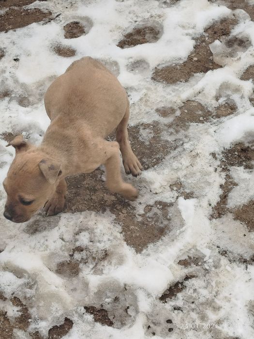 Продаём щенка-бойцовая