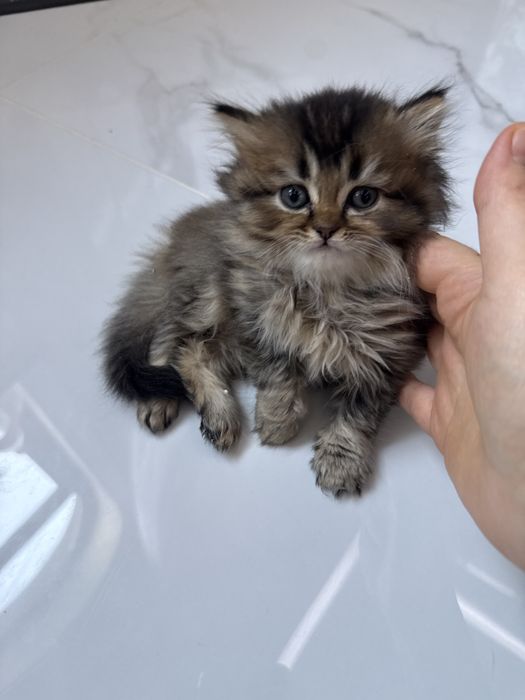 Шотландский скотиш страйт