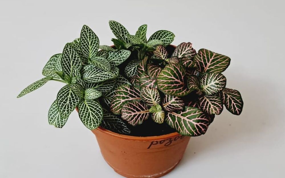 Фиттония Фиттония