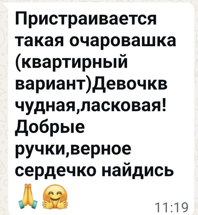 Пристраиваестя в добрые ручки! Очень ласковая девочка!