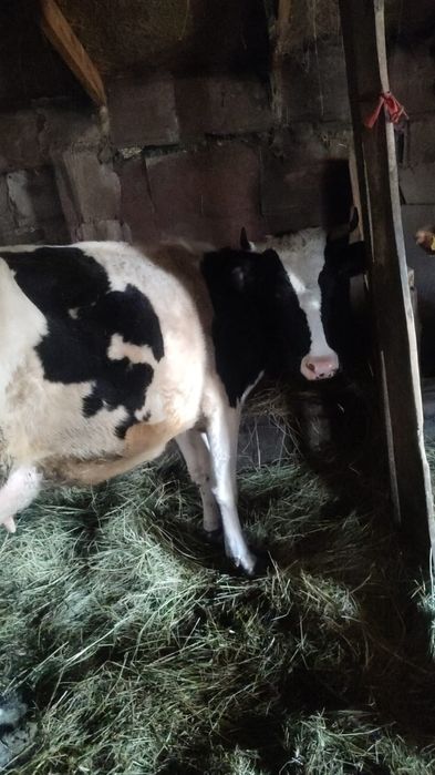 Продам корову второй отел.