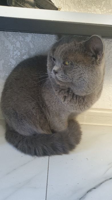 British Shorthair zotidagi mushuk.