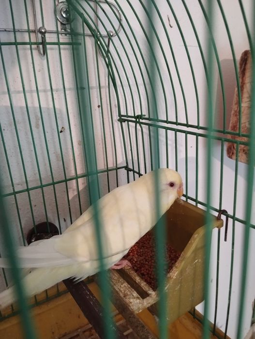 Vând perușa femela