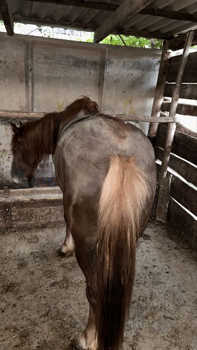 Лошадь / жылқы |  Айғыр 4 жасар аткорм