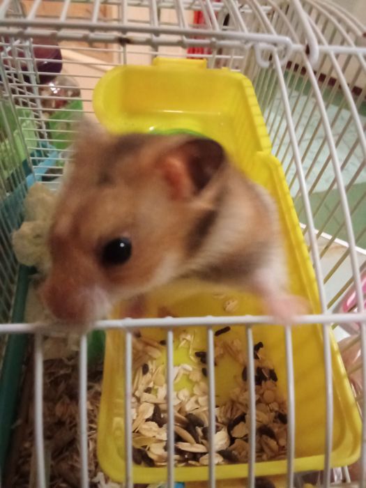 Продам серийских хомяков