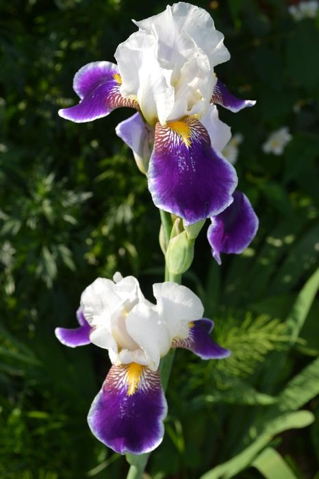 Продам корни ирисов