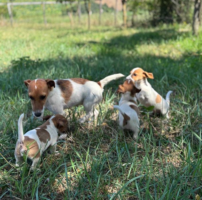 catel jack russell terrier