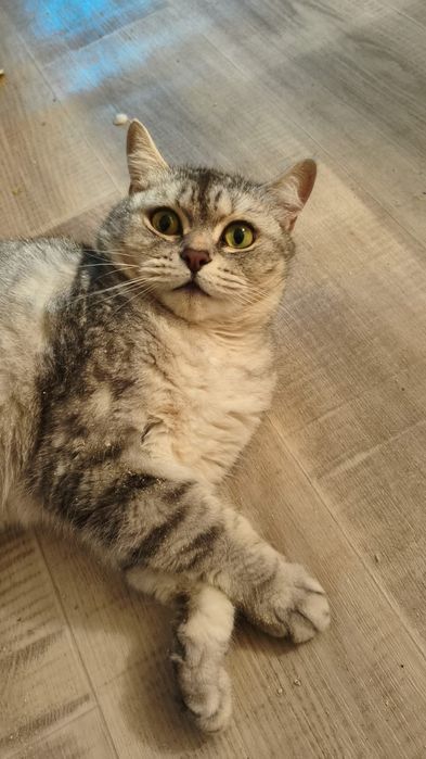 Отдам британская пародия