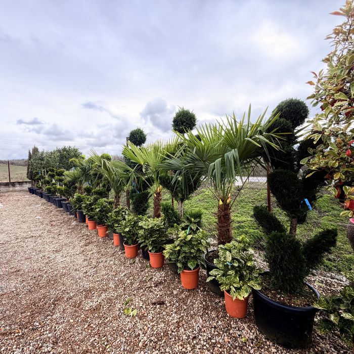 Leyland pentru gard viu si forme