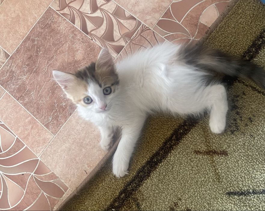 Отдадим Котят в добрые руки