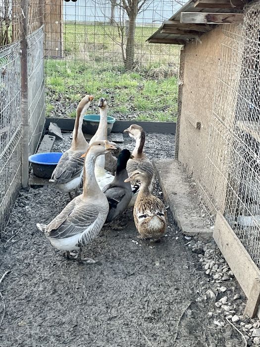 Vand gaste toulouse si rate mute tinere, foarte frumoase