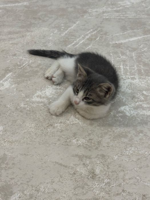 Продам маленького котенка