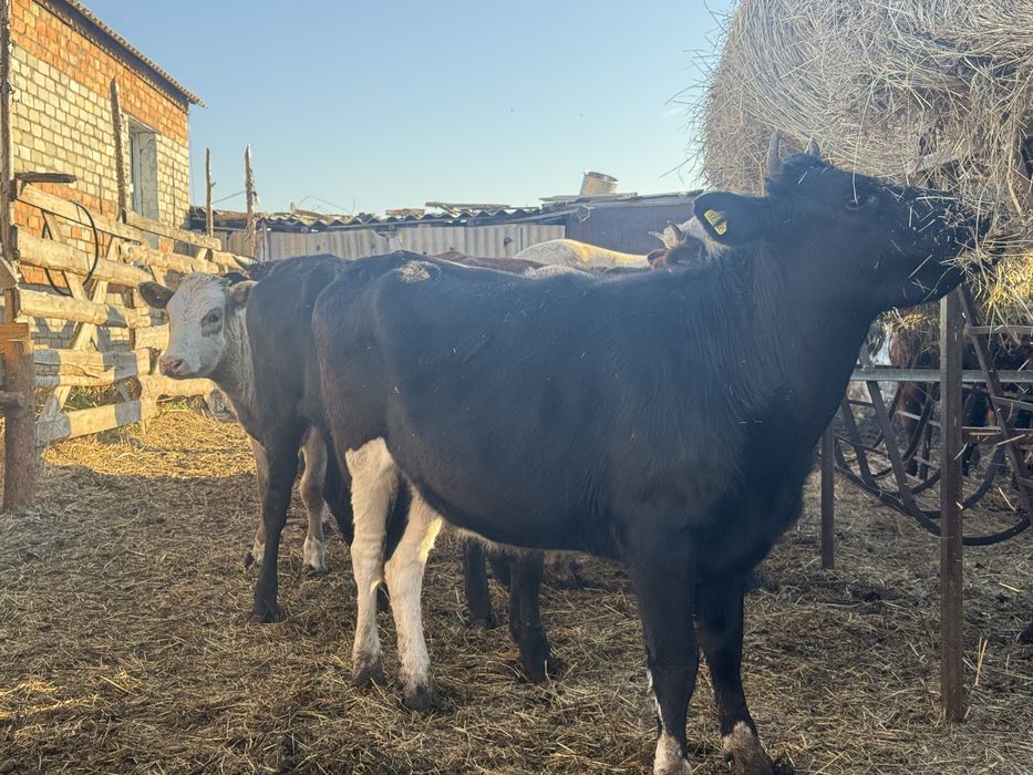 Продам только всех сразу 20 телок