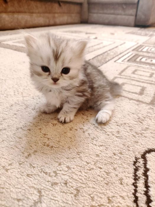 Продаются котята